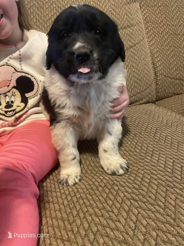 Mickey – Newfoundland, Golden Retriever puppy for sale in Brainerd, MN