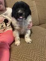 Mickey, a male Newfoundland and Golden Retriever for sale in Brainerd, MN – Photo 2 of 9