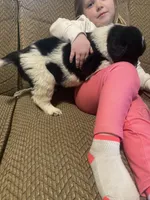 Mickey, a male Newfoundland and Golden Retriever for sale in Brainerd, MN – Photo 6 of 9