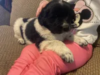 Mickey, a male Newfoundland and Golden Retriever for sale in Brainerd, MN – Photo 9 of 9