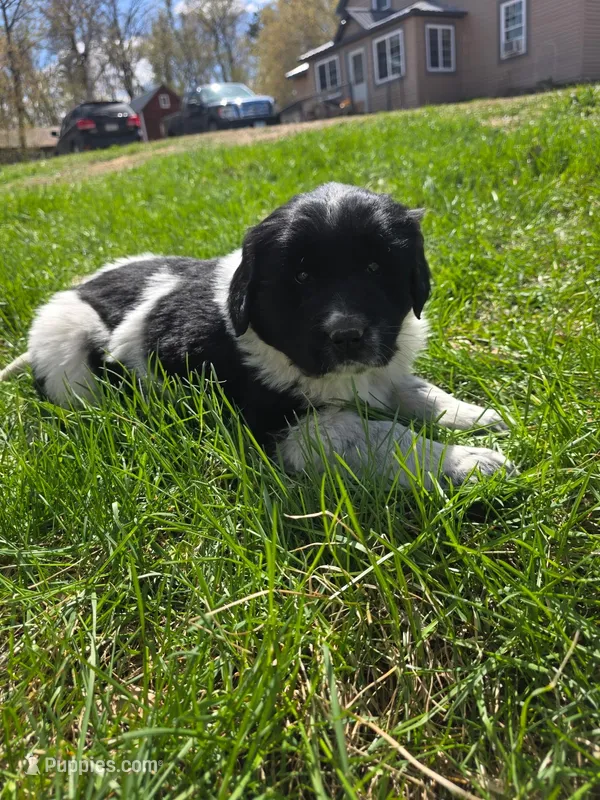 Mickey – Newfoundland, Golden Retriever puppy for sale in Brainerd, MN