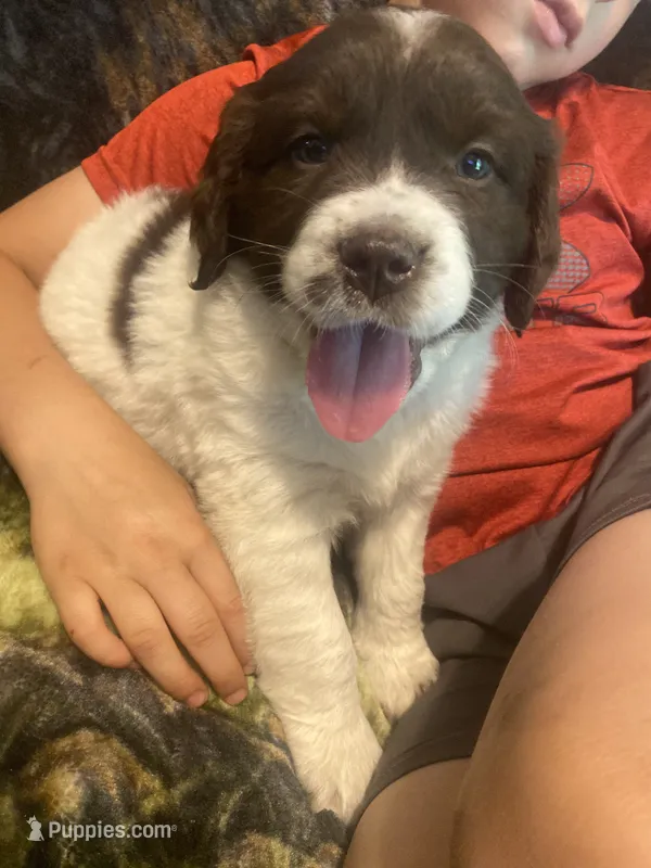 Callie – Newfoundland, Golden Retriever puppy for sale in Brainerd, MN