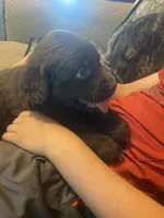 Coco, a female Newfoundland and Golden Retriever for sale in Brainerd, MN – 4 of 8