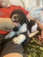 Cowboy, a male Newfoundland and Golden Retriever for sale in Brainerd, MN – 1 of 10