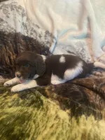 Cowboy, a male Newfoundland and Golden Retriever for sale in Brainerd, MN – 9 of 10