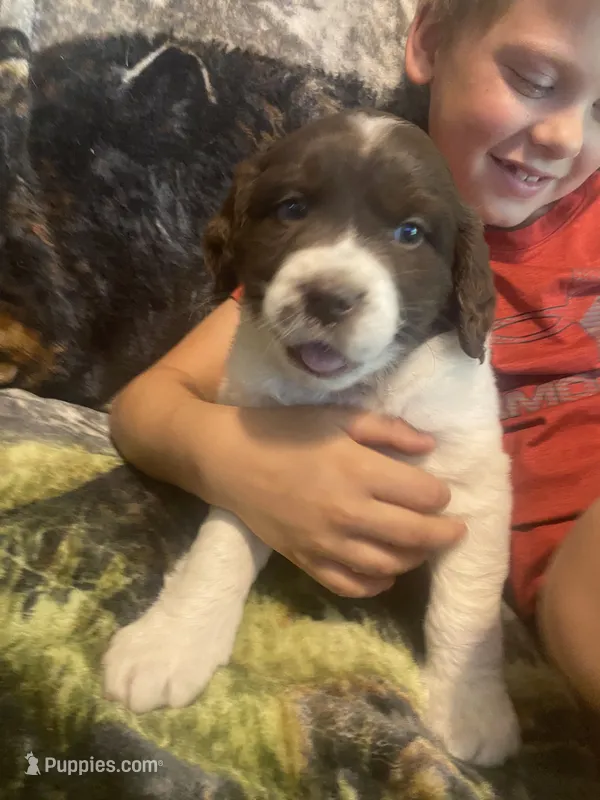 Callie – Newfoundland, Golden Retriever puppy for sale in Brainerd, MN