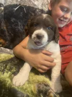 Callie, a female Newfoundland and Golden Retriever for sale in Brainerd, MN – 1 of 10