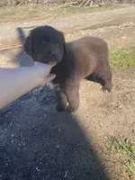 Clarabell, a female Newfoundland and Golden Retriever for sale in Brainerd, MN – 4 of 10