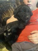 Cassie, a female Newfoundland and Golden Retriever for sale in Brainerd, MN – 6 of 10