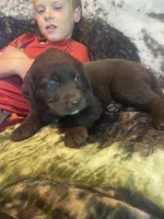 Candy, a female Newfoundland and Golden Retriever for sale in Brainerd, MN – 5 of 10