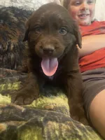 Coco, a female Newfoundland and Golden Retriever for sale in Brainerd, MN – 3 of 8