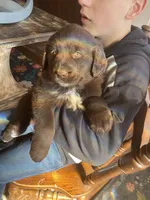 Clarabell, a female Newfoundland and Golden Retriever for sale in Brainerd, MN – 9 of 10