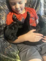 Clara, a female Newfoundland and Golden Retriever for sale in Brainerd, MN – 3 of 7