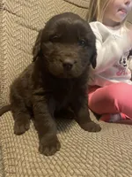 Walt, a male Newfoundland and Golden Retriever for sale in Brainerd, MN – Photo 2 of 9