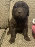 Walt, a male Newfoundland and Golden Retriever for sale in Brainerd, MN – Photo 7 of 9