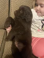 Walt, a male Newfoundland and Golden Retriever for sale in Brainerd, MN – Photo 6 of 9