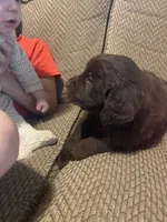 Walt, a male Newfoundland and Golden Retriever for sale in Brainerd, MN – Photo 5 of 9