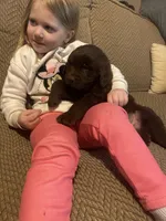 Walt, a male Newfoundland and Golden Retriever for sale in Brainerd, MN – Photo 9 of 9