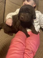 Walt, a male Newfoundland and Golden Retriever for sale in Brainerd, MN – Photo 4 of 9