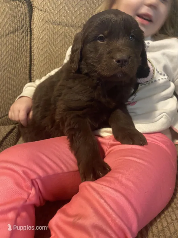 Walt – Newfoundland, Golden Retriever puppy for sale in Brainerd, MN