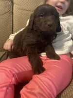 Walt, a male Newfoundland and Golden Retriever for sale in Brainerd, MN – Photo 1 of 9