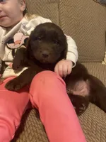 Walt, a male Newfoundland and Golden Retriever for sale in Brainerd, MN – Photo 3 of 9