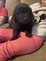 Walt, a male Newfoundland and Golden Retriever for sale in Brainerd, MN – Photo 8 of 9