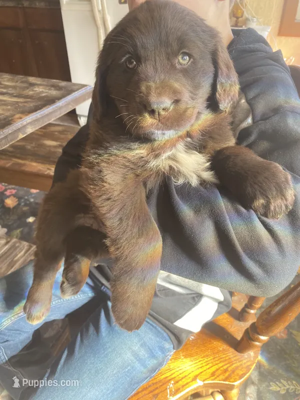 Clarabell – Newfoundland, Golden Retriever puppy on hold in Brainerd, MN