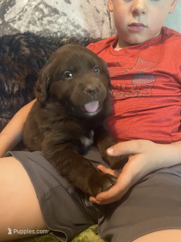 Coco – Newfoundland, Golden Retriever puppy for sale in Brainerd, MN