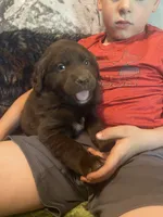 Coco, a female Newfoundland and Golden Retriever for sale in Brainerd, MN – 1 of 8