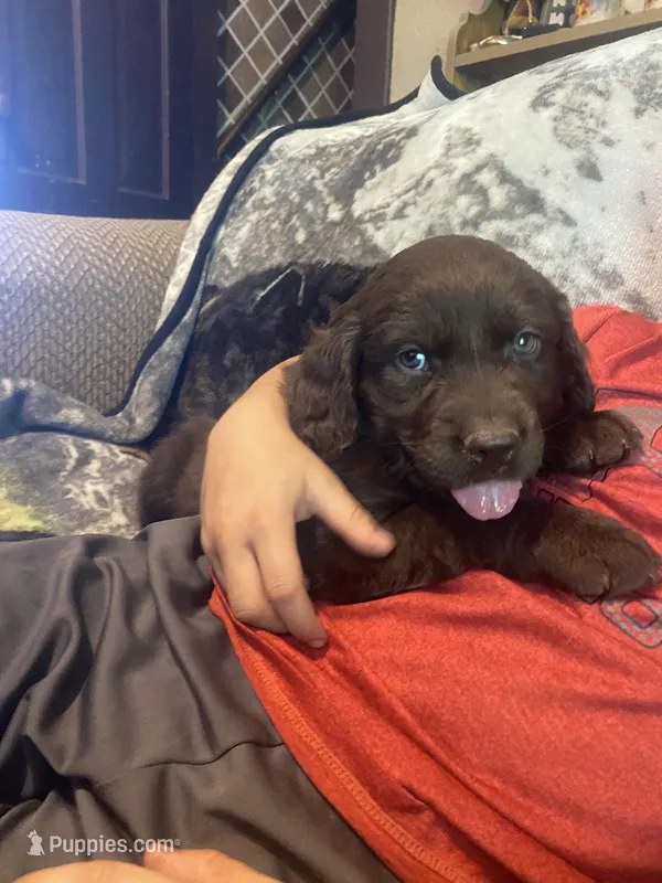 Chip – Newfoundland, Golden Retriever puppy for sale in Brainerd, MN