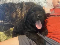 Cassie, a female Newfoundland and Golden Retriever for sale in Brainerd, MN – 10 of 10