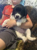 Crystal, a female Newfoundland and Golden Retriever for sale in Brainerd, MN – 7 of 9