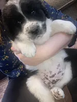 Spot, a male Newfoundland and Golden Pyrenees for sale in Brainerd, MN – Photo 2 of 6