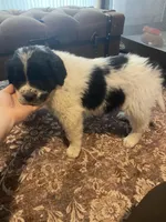 Spot, a male Newfoundland and Golden Pyrenees for sale in Brainerd, MN – Photo 6 of 6