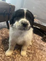 Spot, a male Newfoundland and Golden Pyrenees for sale in Brainerd, MN – Photo 3 of 6