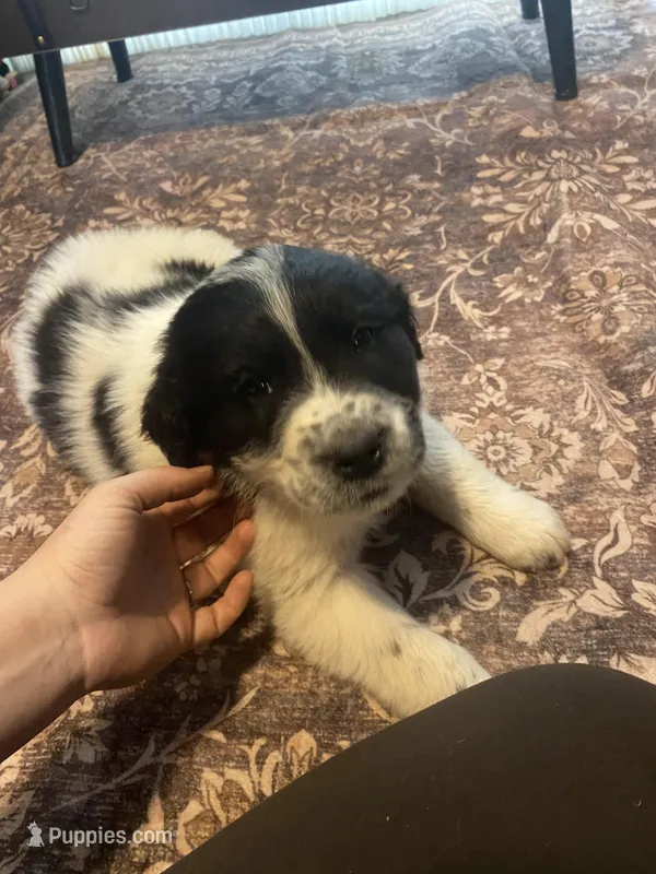 Spot – Newfoundland, Golden Pyrenees puppy for sale in Brainerd, MN