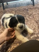 Spot, a male Newfoundland and Golden Pyrenees for sale in Brainerd, MN – Photo 1 of 6