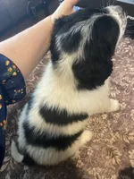 Spot, a male Newfoundland and Golden Pyrenees for sale in Brainerd, MN – Photo 5 of 6