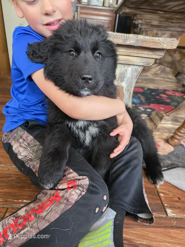Violet – Newfoundland, Golden Retriever puppy for sale in Fort Ripley, MN