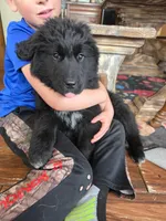 Violet, a female Newfoundland and Golden Retriever for sale in Fort Ripley, MN – Photo 3 of 5