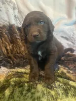 Chip, a male Newfoundland and Golden Retriever for sale in Brainerd, MN – 10 of 10