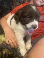 Callie, a female Newfoundland and Golden Retriever for sale in Brainerd, MN – 9 of 10