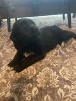 Woodrow, a male Newfoundland and Golden Pyrenees for sale in Brainerd, MN – Photo 3 of 7