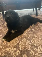 Woodrow, a male Newfoundland and Golden Pyrenees for sale in Brainerd, MN – Photo 4 of 7