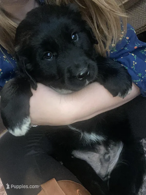 Woodrow – Newfoundland, Golden Pyrenees puppy for sale in Brainerd, MN