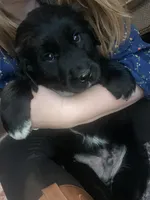 Woodrow, a male Newfoundland and Golden Pyrenees for sale in Brainerd, MN – Photo 1 of 7