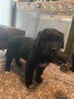 Woodrow, a male Newfoundland and Golden Pyrenees for sale in Brainerd, MN – Photo 2 of 7