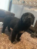 Woodrow, a male Newfoundland and Golden Pyrenees for sale in Brainerd, MN – Photo 5 of 7