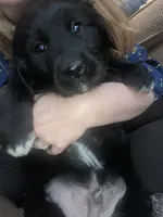 Woodrow, a male Newfoundland and Golden Pyrenees for sale in Brainerd, MN – Photo 6 of 7